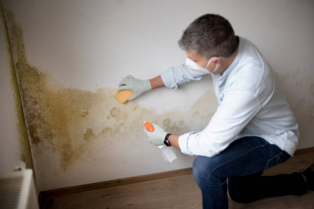 Trusted Munsey Park, NY Mold Removal Experts